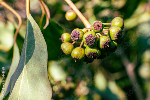 close up of a plant