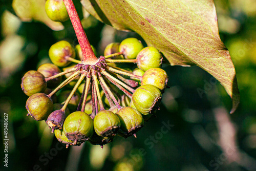 close up of a branch of a tree
