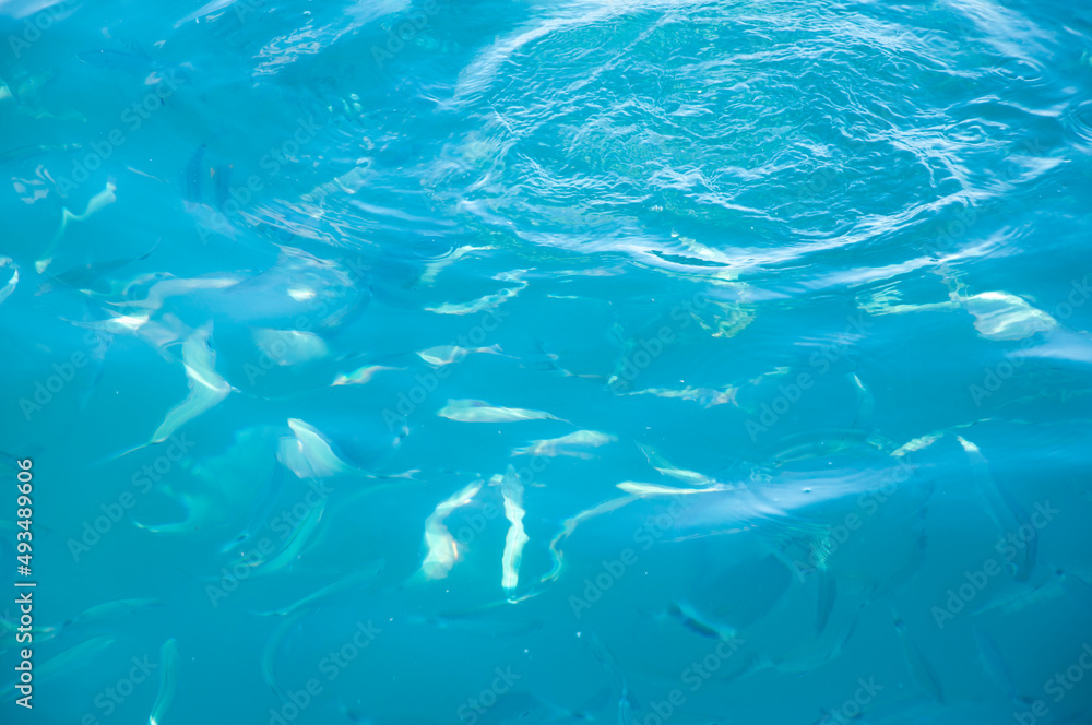 sea blue water with fish. summer vacation concept. water backdrop