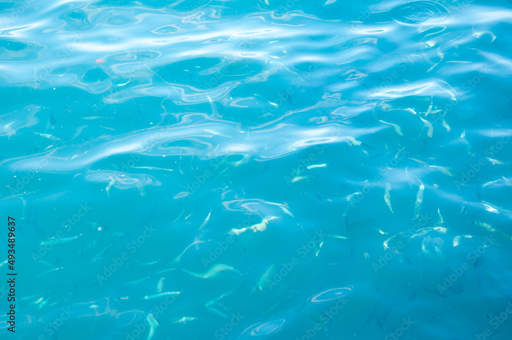 ocean blue water with fish. summer vacation. water background