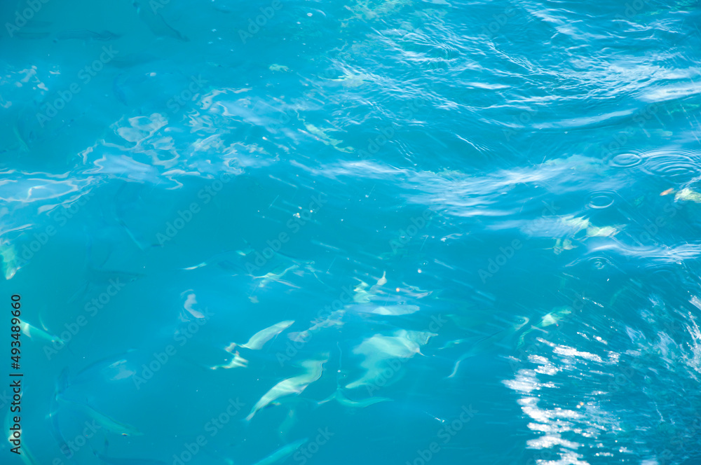 Fototapeta premium sea blue water with fish. summer vacation concept. underwater background