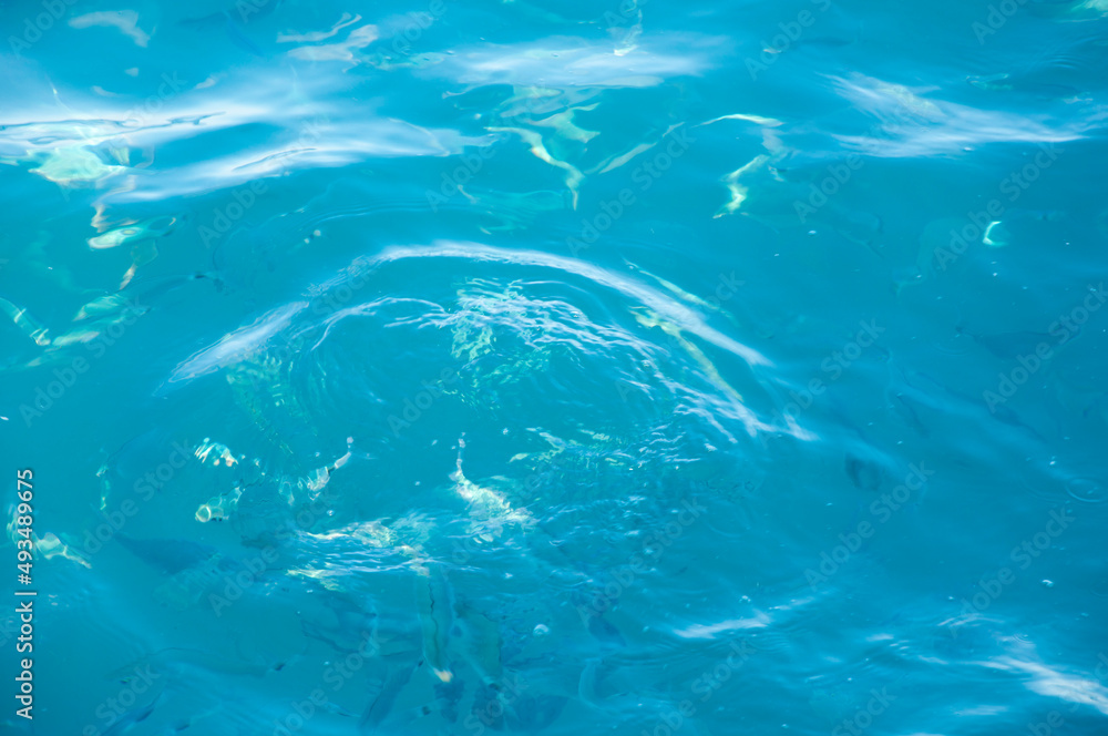 sea blue water with fish. summer vacation bahamas. water background sea blue water with fish. summer vacation bahamas. water background