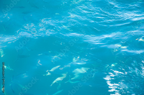 sea blue water with fish. summer vacation concept. underwater background