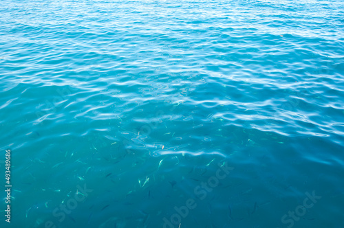 sea blue water with fish. summer vacation bermudas. water background