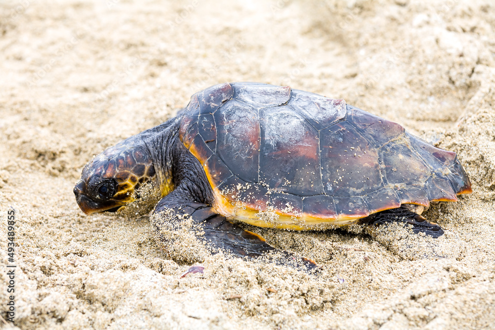 Obraz premium Saving turtle