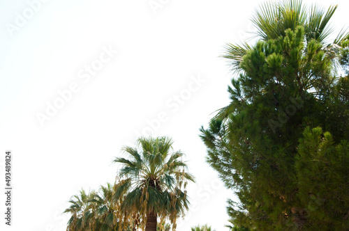 palm tree plant on sky background. summer vacation. copy space