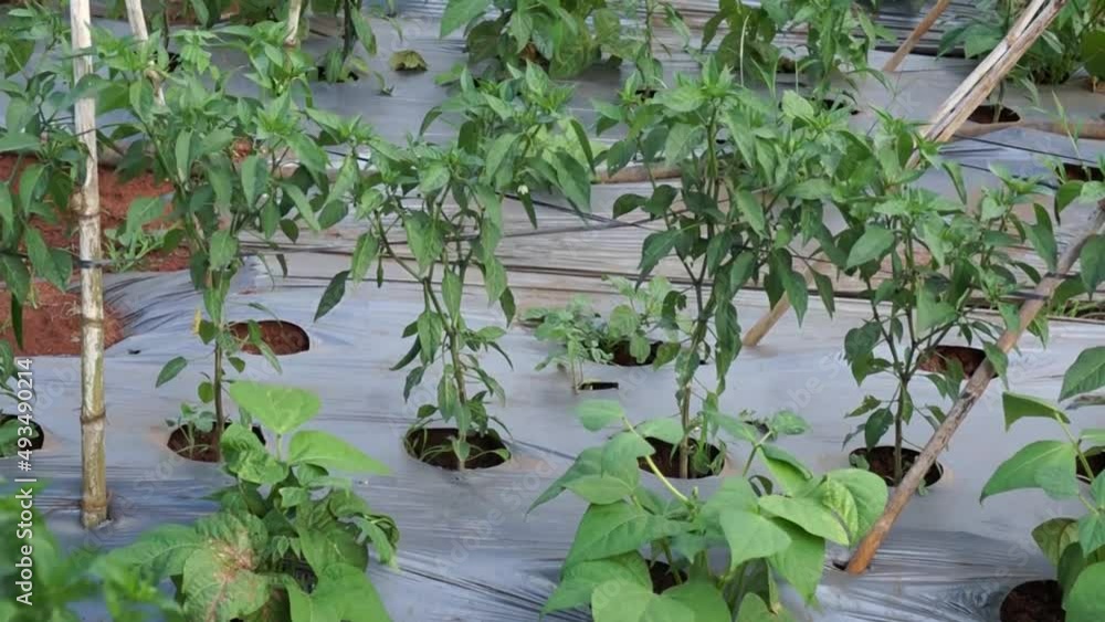 Horny chili peppers grown in Lam Dong are flowering and fruiting
Horny chili peppers grown in Lam Dong are flowering and fruiting