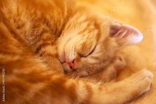 Ginger kitten sleeps. Baby cat. Cute pet. Close up view