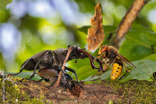 Hirschkäfer kämpft gegen Hornisse
stag beetle against Hornet photo