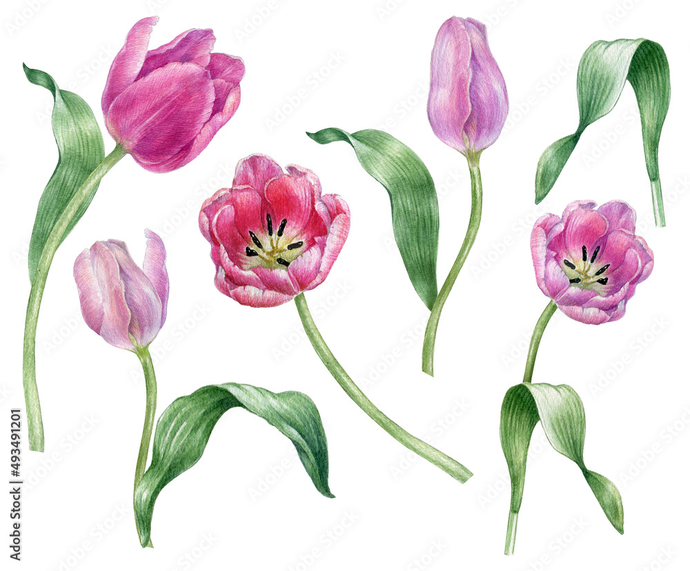 Watercolor spring tulip flowers collection, Pink tulips flower set, mother's day postcard.