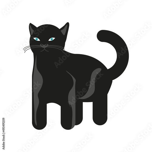 black cat feline
