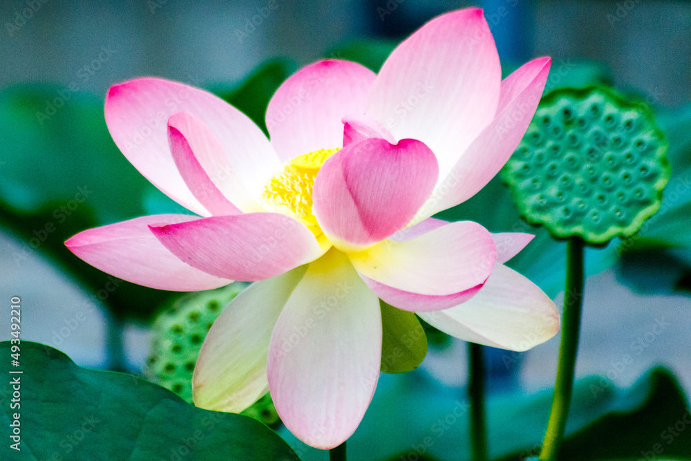 Fototapeta premium beautiful flower