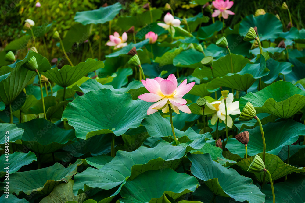 wonderful water lilies