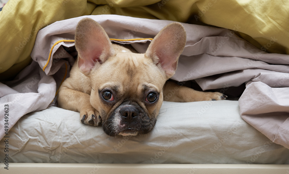 Bulldog dog in bed under a blanket with a sad look looks attentively into the camera. The French bulldog lies covered with a warm blanket and is sad.