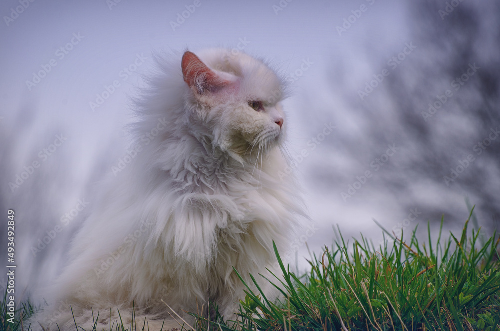 Angora cat in the meadow early in the morning with tousled hair