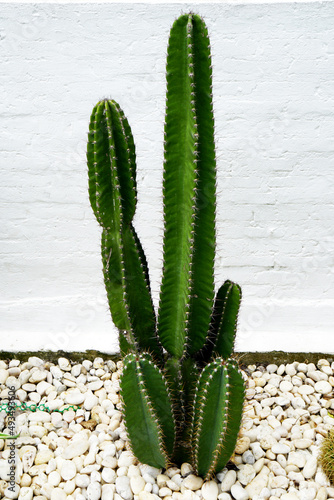 Green cactus of Cereus jamacaru, known as mandacaru or cardeiro is a cactus desert  in the gardens interiors decorative  park on white background with copy space