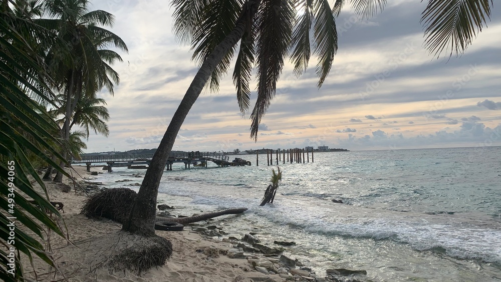trees on the beach