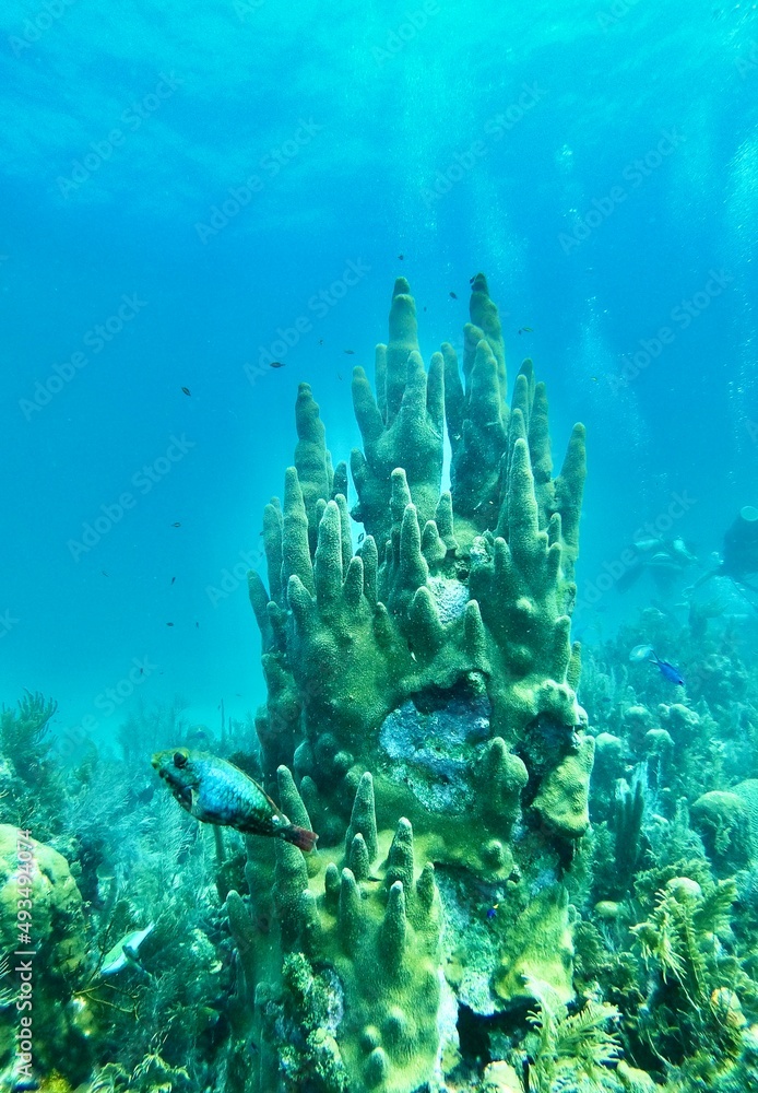 coral reef and diver