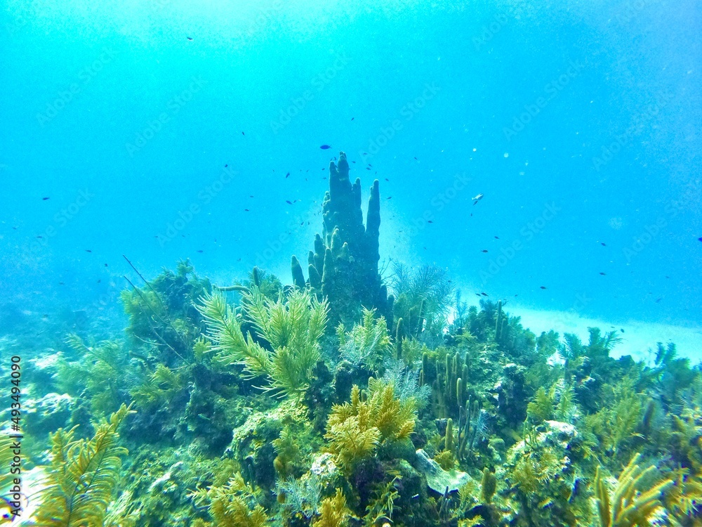 coral reef and diver