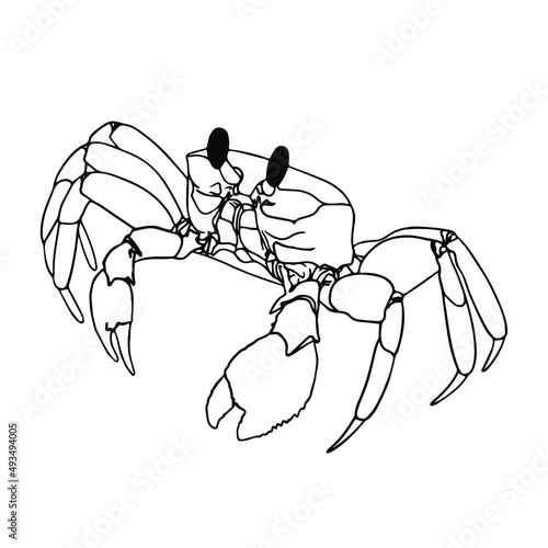 Crab Doodle, a hand drawn vector doodle of a crab line art crab.Sealife and ocean life.