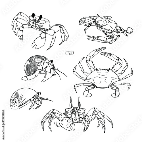 Crab Doodle, a hand drawn vector doodle of a crab with big pincers.Set.