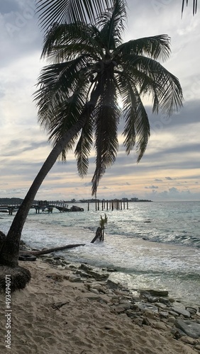 palm trees on the beach