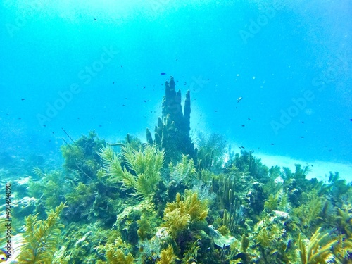 Obraz na płótnie coral reef and diver w salonie