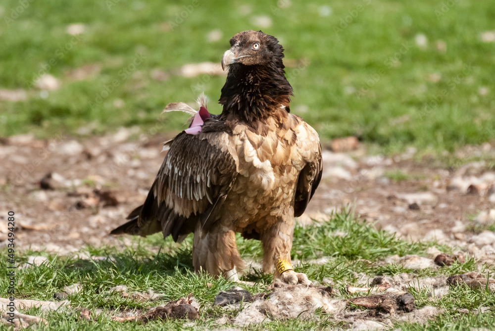 Gypaète barbu, .Gypaetus barbatus, Bearded Vulture Gypaète barbu, .Gypaetus barbatus, Bearded Vulture