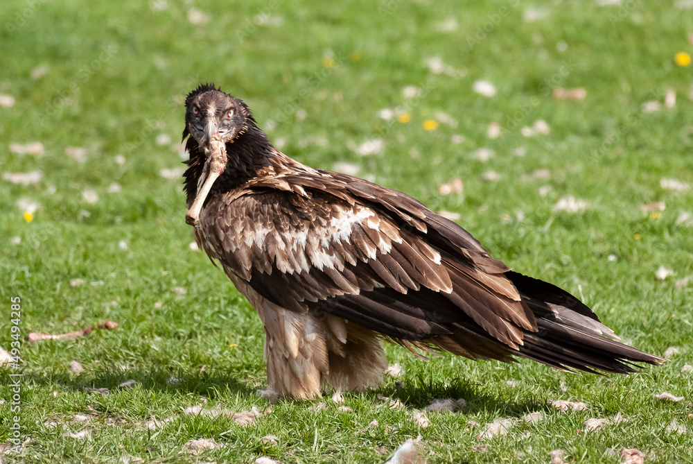 Gypaète barbu, .Gypaetus barbatus, Bearded Vulture Gypaète barbu, .Gypaetus barbatus, Bearded Vulture