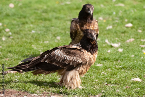 Gypaète barbu, .Gypaetus barbatus, Bearded Vulture