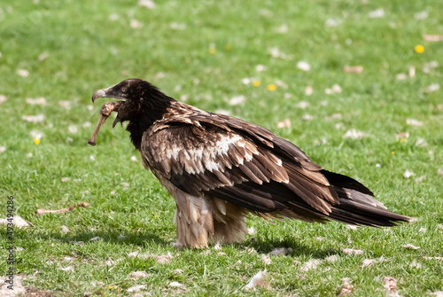 Gypa  te barbu  .Gypaetus barbatus  Bearded Vulture