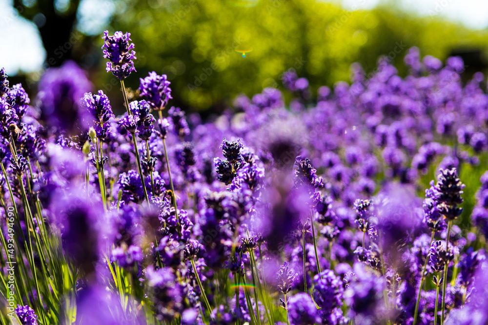 Naklejka premium lavender flowers in the garden