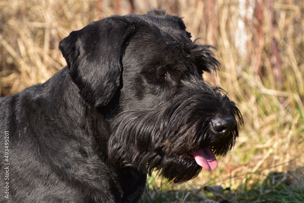 Riesenschnauzer