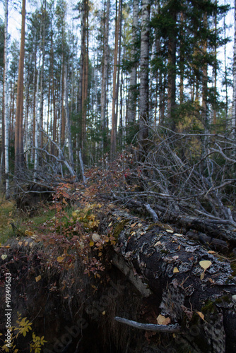 To more foto: Pexels | Danila Popov