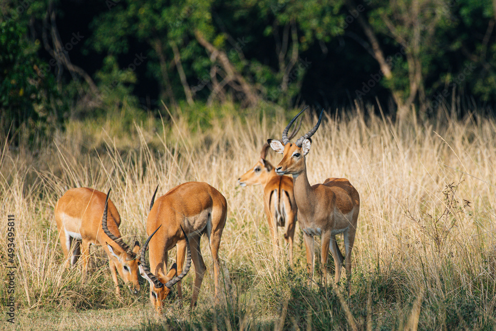 Fototapeta premium impala in the Masai Mara Kenya