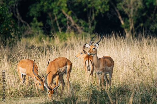 impala in the Masai Mara Kenya photo