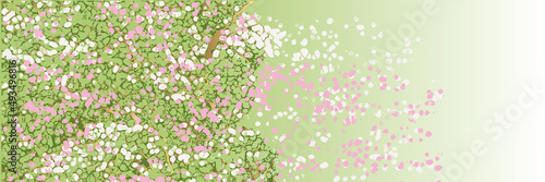 Bannière artistique d’un cerisier en fleur cadré sur une partie de l’arbre dont les pétales, blanches et roses, s’envolent avec le vent. Un symbole traditionnel de l’arrivée du printemps au Japon.