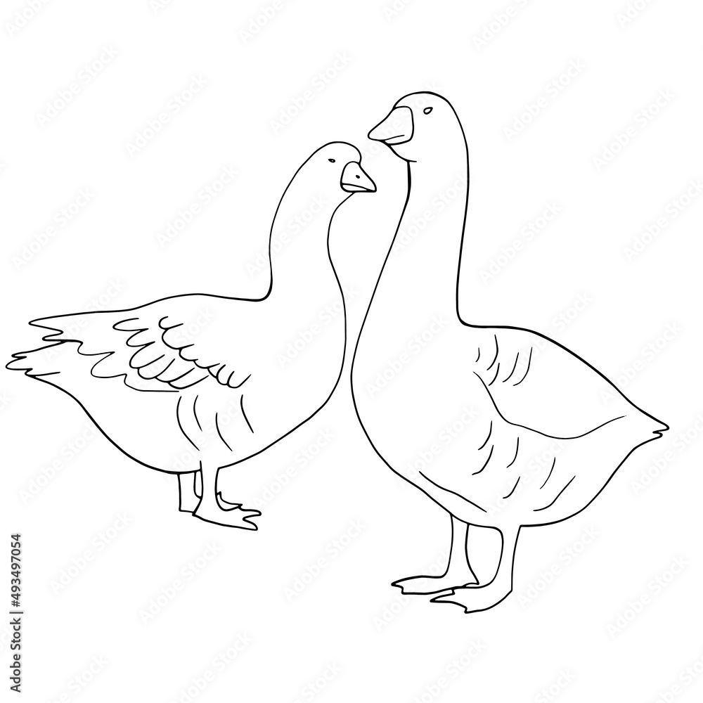 Hand drawn goose isolated. Engraved style vector illustration. Template for your design works. Hand drawn goose isolated. Engraved style vector illustration. Template for your design works.