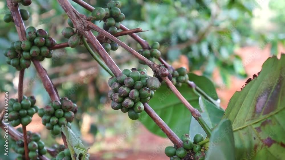 fruits of arabica coffee fruits of arabica coffee