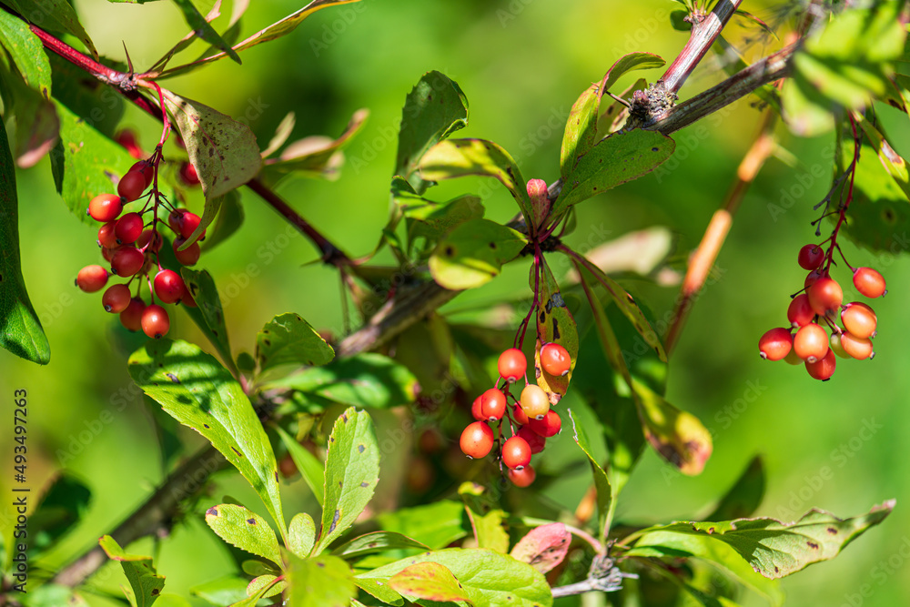 rowanberries on a branch