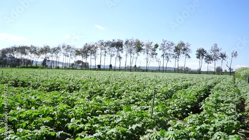 Potato and carrot plants are intercropped in the field in Don Duong 