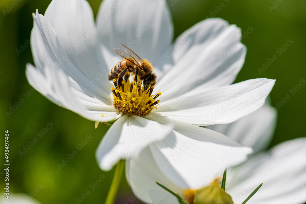bee on flower bee on flower