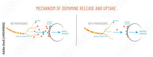 Mechanism of dopamine release and uptake