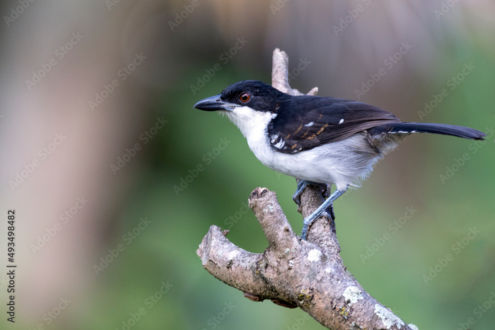 Obraz premium The Great Antshrike also known as choró-boi perched on the branches of a tree. Species Taraba major. Animal world. Birdwatching. Flycatcher.