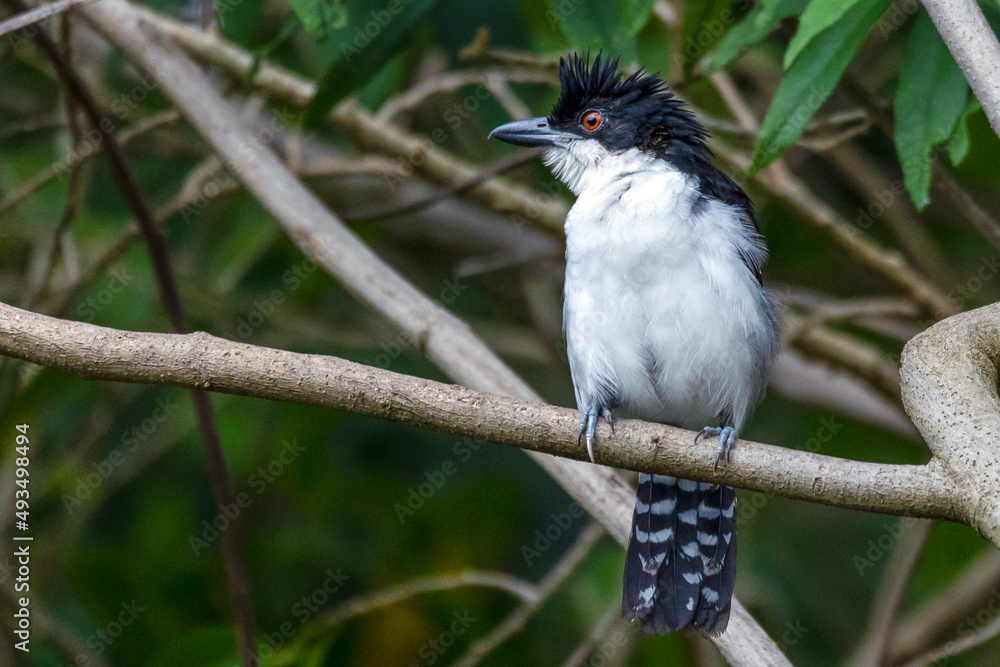 Obraz premium The Great Antshrike also known as choró-boi perched on the branches of a tree. Species Taraba major. Animal world. Birdwatching. Flycatcher.