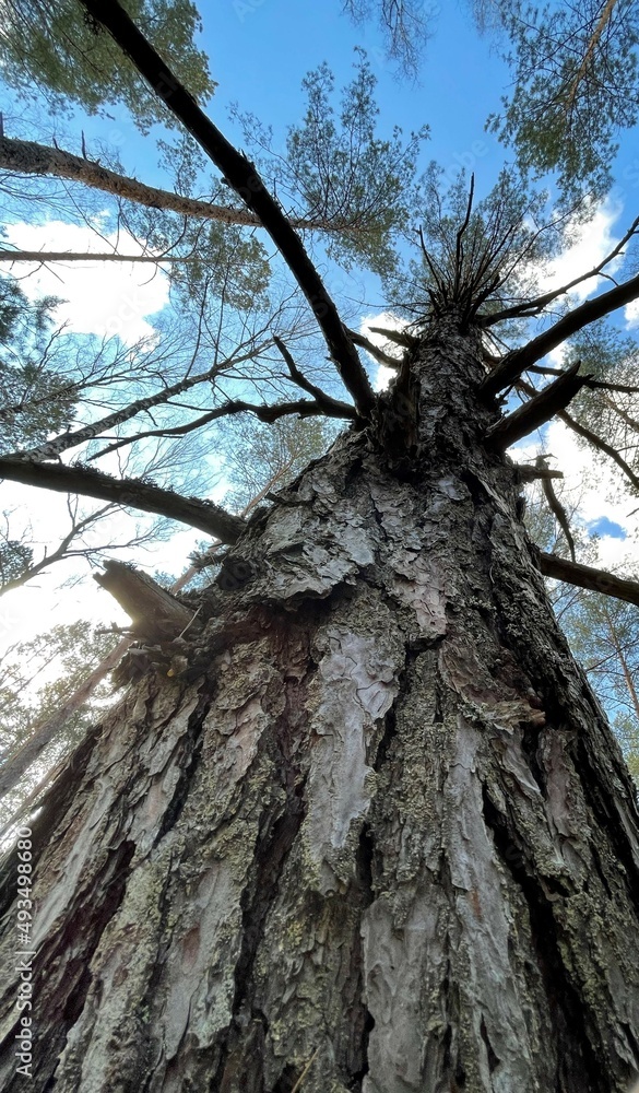 Fototapeta premium tree in the forest