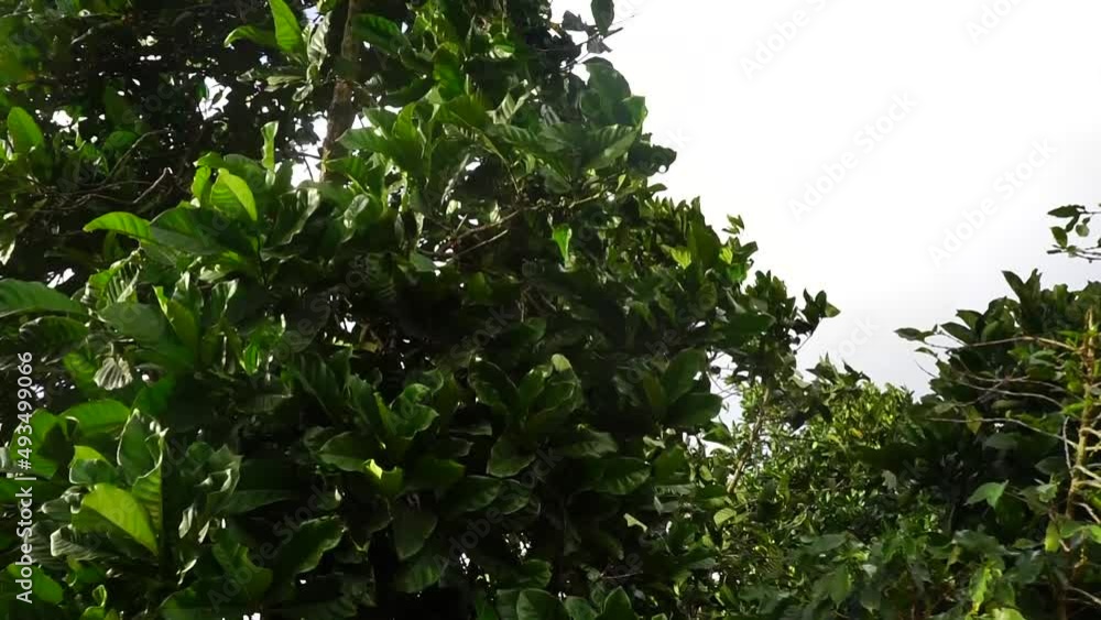 Coffea canephora 