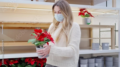 a young woman in a protective mask in a store twists a Astralis or Poinsettia Christmas flower in her hands, examines it and picks it up photo