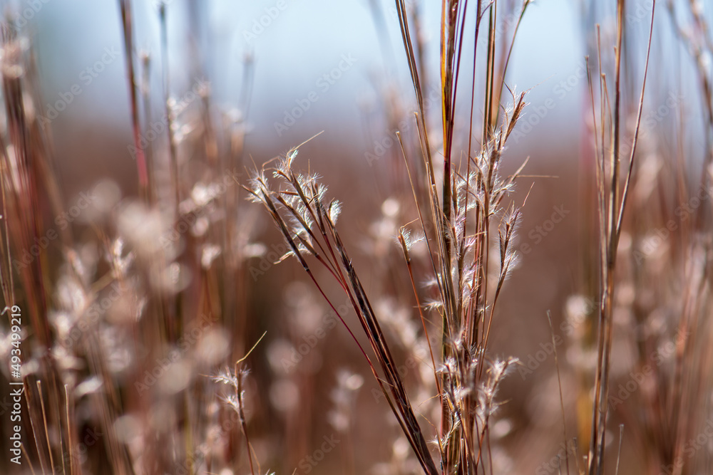 Fototapeta premium grass in the wind