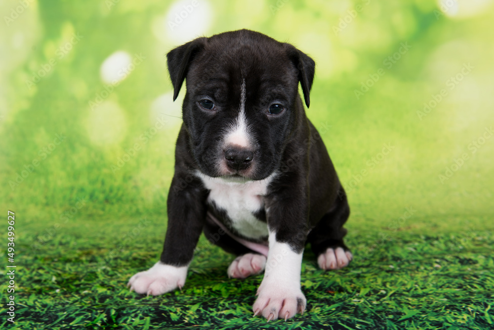 Black and white American Staffordshire Terrier dog or AmStaff puppy on green background